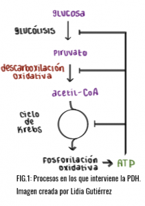 La Piruvato Deshidrogensa La Enzima Indispensable Del Metabolismo