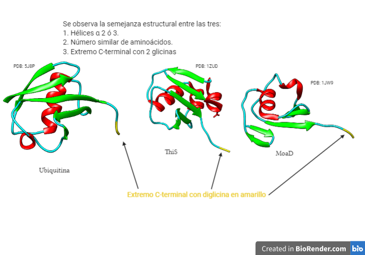 El sistema de ubiquitinas y la eliminación de proteínas